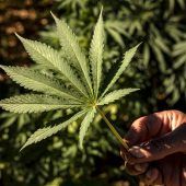 Schlechtes Blatt für Cannabis in Österreich