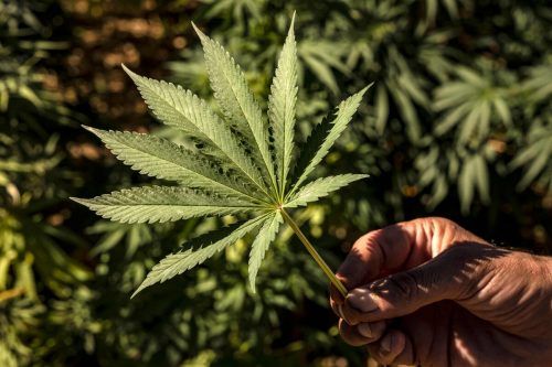 In Deutschland wird der Konsum und Erwerb von Cannabis erleichtert. AFP