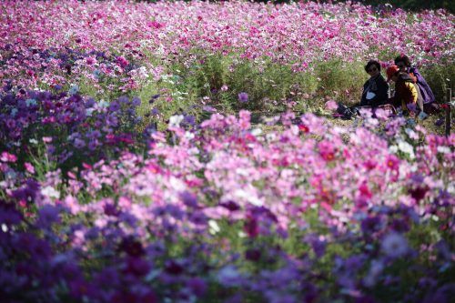 In einem Feld von farbenprächtigen Kosmeen in der südkoreanischen Hauptstadt Seoul genießen diese Frauen ein Picknick. Reuters
