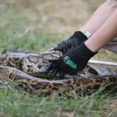 28 Tigerpythons gefangen