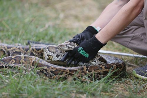 Insgesamt wurden bei dem Wettbewerb in den Everglades 231 Pythons gefangen. AFP