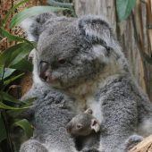 Koalakind auf Kuschelkurs