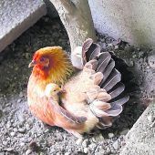Tierwohl ist und bleibt Menschenwohl