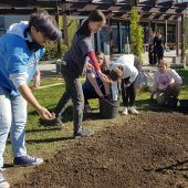 Neue Lebensräume entstehen am BORG Lauterach