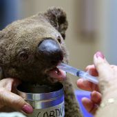 Rettungsplan für Koalas und Co.