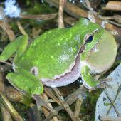 Hilfe für die Feldkircher Natur
