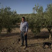 Sorge um spanische Olivenernte