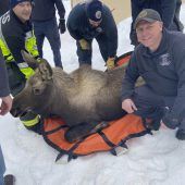 Elch in Alaska aus Keller gerettet