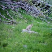 Wildkatze erstmals in Tirol fotografiert