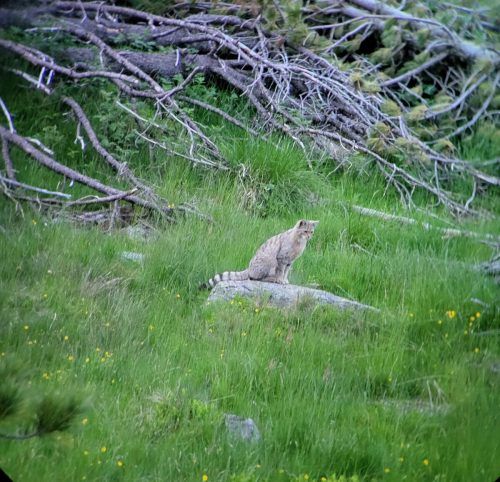 Die Wildkatze wurde in einer Gebirgslage abgelichtet.  APA/TIROLER JÄGERVERBAND