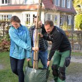 Neue Kastanie für den Kulturhauspark