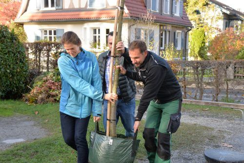 Die zehn Jahre alte Kastanie wird herebeigebracht, sie soll zu einem stattlichen Baum heranwachsen. Stadt