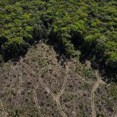 Fast ein Fünftel des Amazonas-Regenwaldes zerstört
