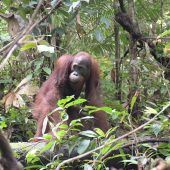 Orang-Utan schreibt Geschichte