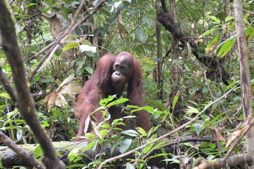 Endlich in Freiheit: Orang Utan Ben blickt noch einmal zurück. Er ist der 500. Orang-Utan, den die BOS Foundation seit 2012 ausgewildert hat. bos foundation