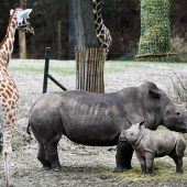 Rhinos in Pose