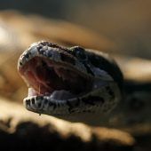 Exotische Gefährten