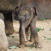 Taufe im Zoo Leipzig