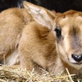Kleine Antilope
