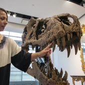 Dinosaurierschädel wird versteigert