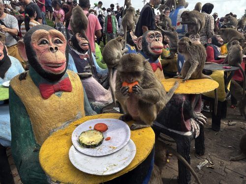 In der thailändischen Provinz Lopburi wird jährlich ein Affenfest abgehalten. Damit will man den Tieren für ihren Beitrag im Tourismus danken. AP