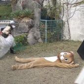 Erdbebenübung im Löwenkostüm: Japanischer Zoo probt den Ernstfall