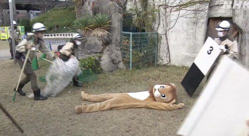 Schlussendlich wurde der „Löwe“ von seinen Kollegen eingefangen.  NHK News