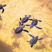 Organisierte Ausflüge zu den Schildkröten