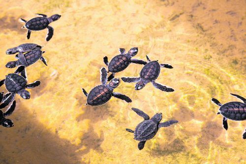 Wenn die Schildkröten schlüpfen, suchen sie sofort den Weg ins Wasser.