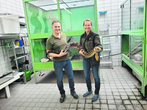 Wildpark-Betriebsleiter Christian Amann und Tierpflegerin Birgit Wedl mit der geretteten Boa constrictor. Wildpark