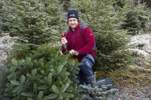 Arthur Heel kümmert sich in zwei Plantagen um rund 2500 Bäume.. Pro Saison werden 300 Stück verkauft. VN/Paulitsch