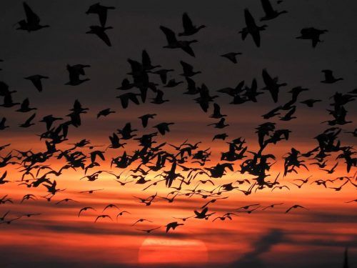 Auch kleinere Explosionen an Silvester reichen laut den Forschen aus, um die Tiere enorm zu verschrecken.  Max-Planck-Institut