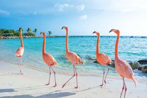 Auf Aruba kann man am Strand schon mal auf rosa Flamingos treffen. Shutterstock