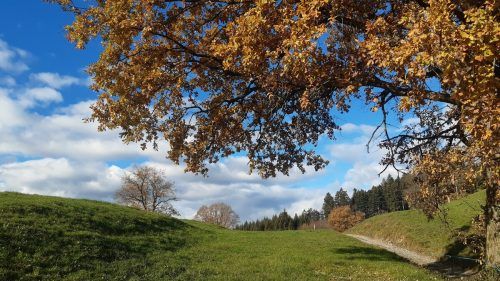 Bevor Frau Holle dieser Tage ihre Betten ausschüttelte, präsentierte sich dieser Wanderweg in Röns noch in seiner vollen Herbstpracht.  Kassian Heide
