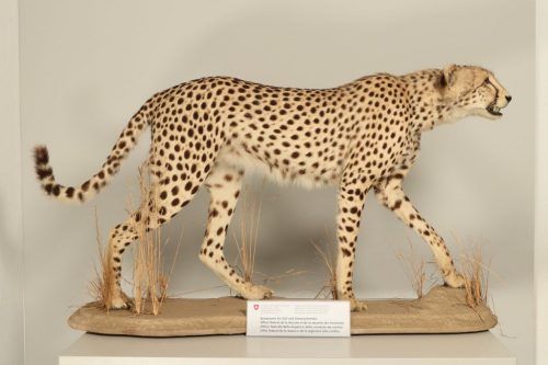 Da für den ausgestopften Gepard die erforderliche Bewilligung fehlte, durfte der Deutsche das Tier nicht über die Grenze nehmen.  BAZG