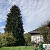 Vom kleinen Bäumchen zum größten Christbaum