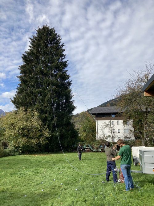 Die Christbaumfreunde Montafon schmücken die 35 Meter hohe Tanne mit einem Weihnachtsstern und einer Lichterkette. Christbaumfreunde