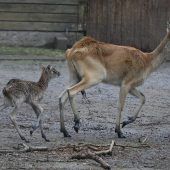 Seltener Nachwuchs im Kölner Zoo