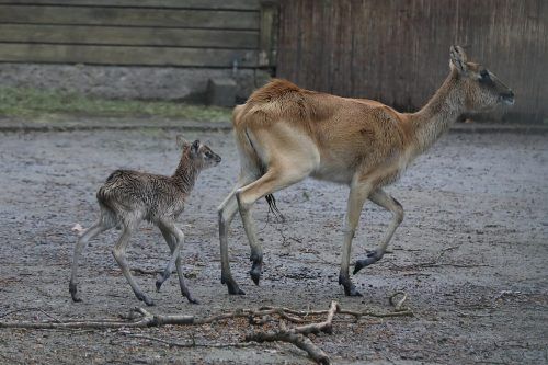 Die kleine Weißnacken-Moorantilope erkundet ihr Gehege.  Scheurer