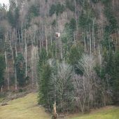 Hochseilakt im Egger Wald