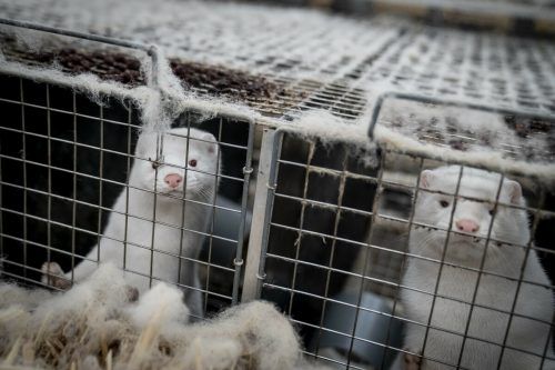 Die Nerzzucht zur Pelzproduktion ist in Dänemark vom 1. Januar an wieder erlaubt. ap