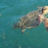 Seltene Schildkröte ist wieder in Freiheit