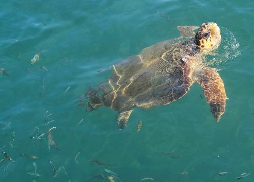 Die Schildkrötendame wurde auf den Namen "Harris" getauft. RTS