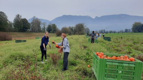 Die Schüler und Schülerinnen halfen bei der Ernte von Hokkaidokürbissen. BG Lustenau
