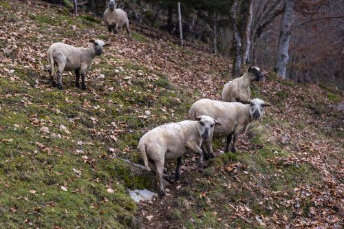 Die Shropshire-Schafe sind als Öko-Rasenmäher im Einsatz und das ganze Jahr draußen unterwegs. 