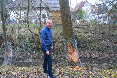 Ein Biber nagte an den Bäumen der Mittelschule Hasenfeld. bvs (3)