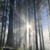 Die Schönheit der Natur