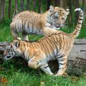 Verspielte Tigerkinder