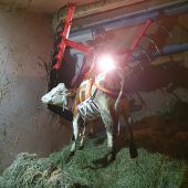 Hohenweiler: Kuh büxte auf Dachboden eines Hofs aus. »A12