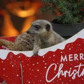 Tierische Bescherung